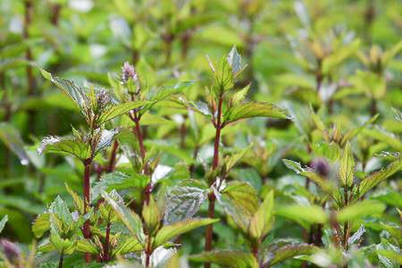 Menta After Eight, Loukykvět