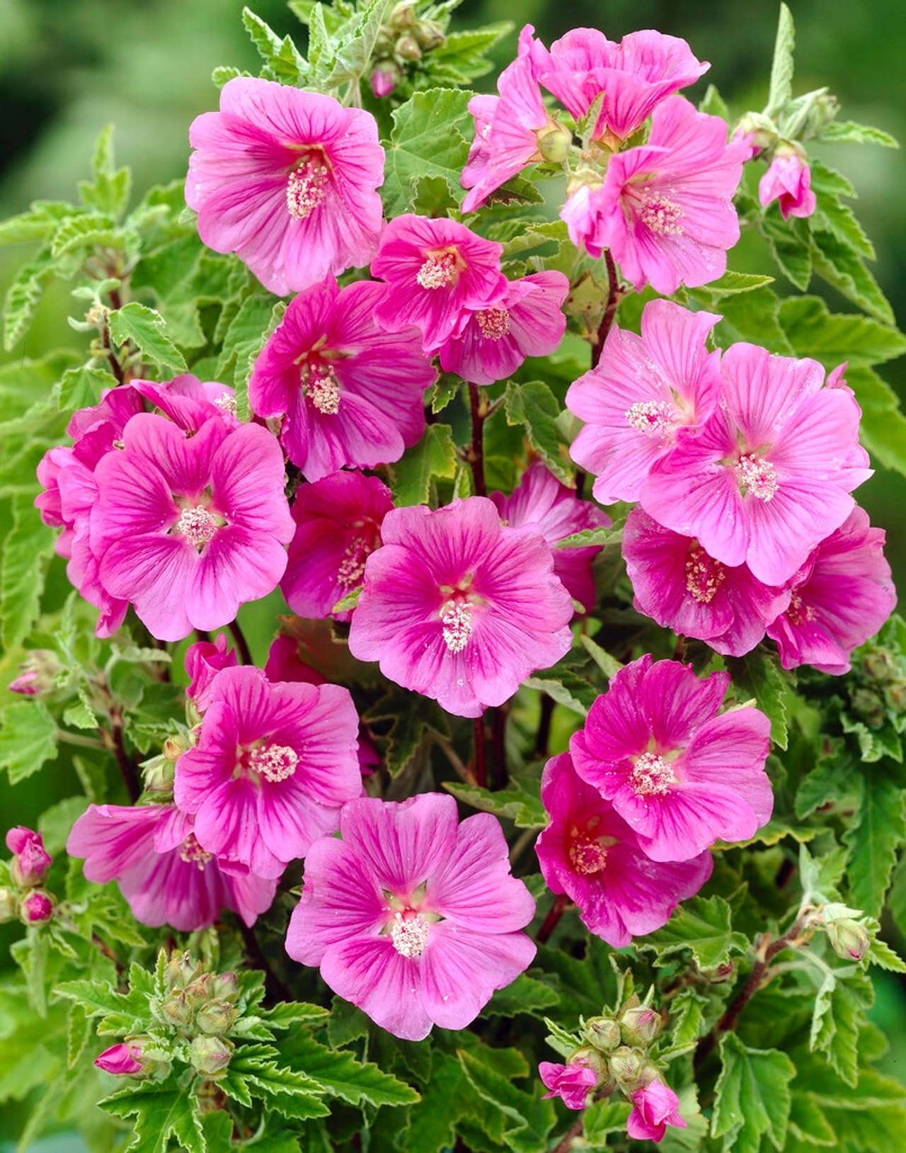 Lavatera Bredon Springs, Loukykvět