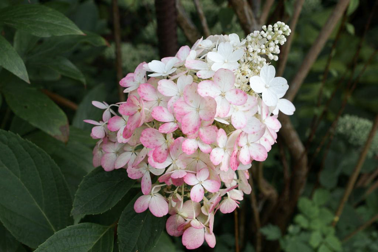 Syyshortensia Candlelight, Loukykvět