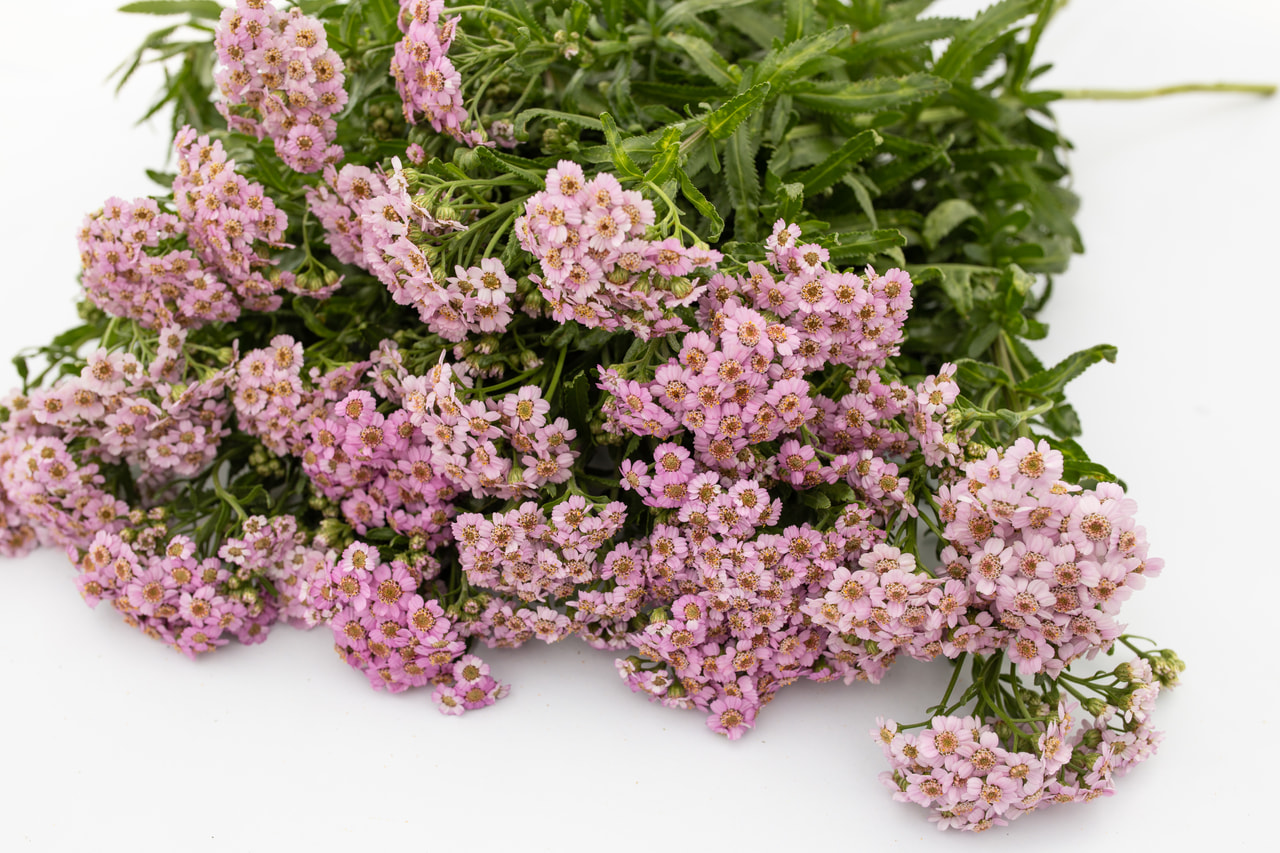 Siankärsämö Love Parade, Loukykvět