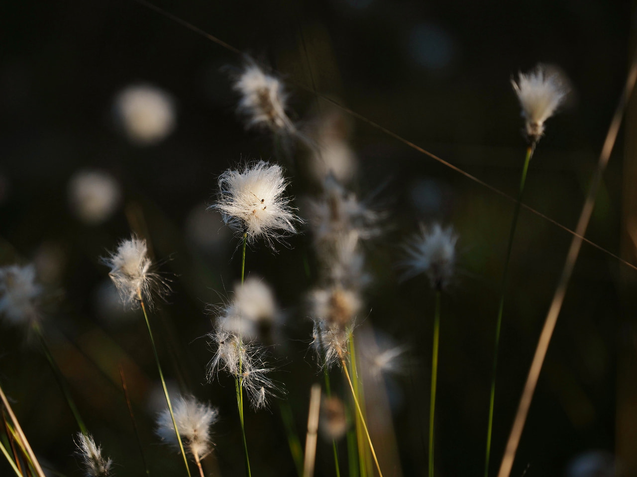 Luhtavilla, Loukykvět