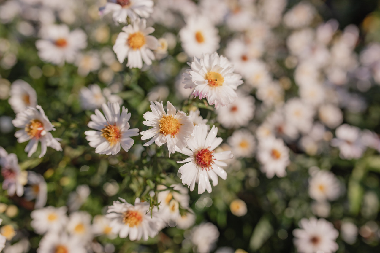 Syysasteri White Ladies, Loukykvět