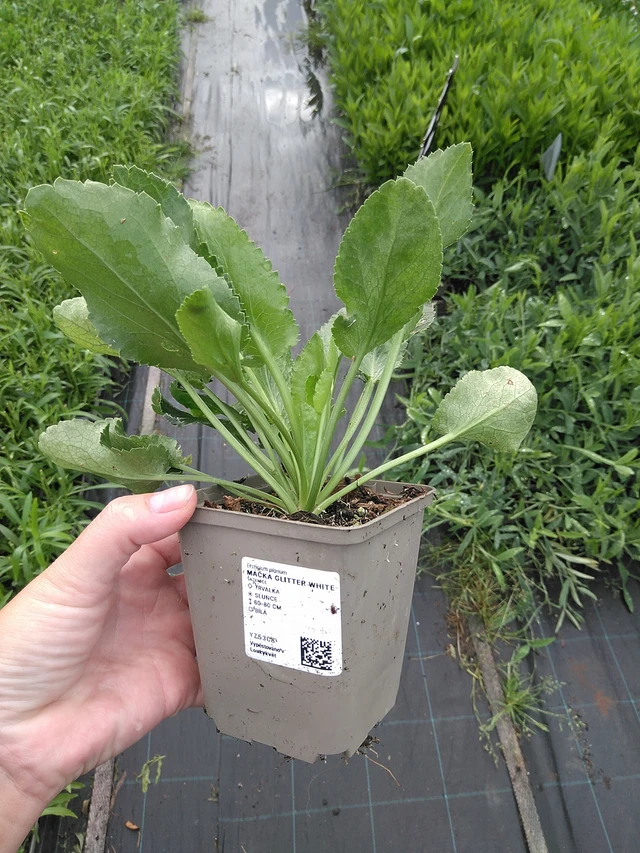 Eringio Glitter White - 11. 7. 2025