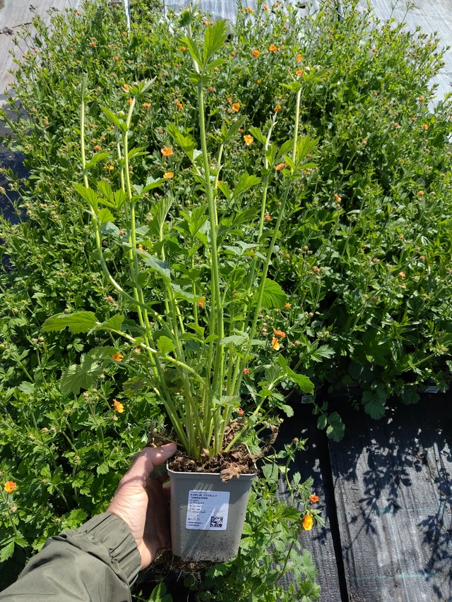 Kuklík Totally Tangerine - 13. 5. 2026