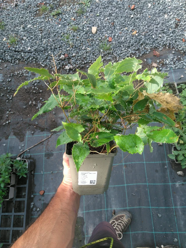 Epimedium Long Leaf Form - 25. 7. 2025