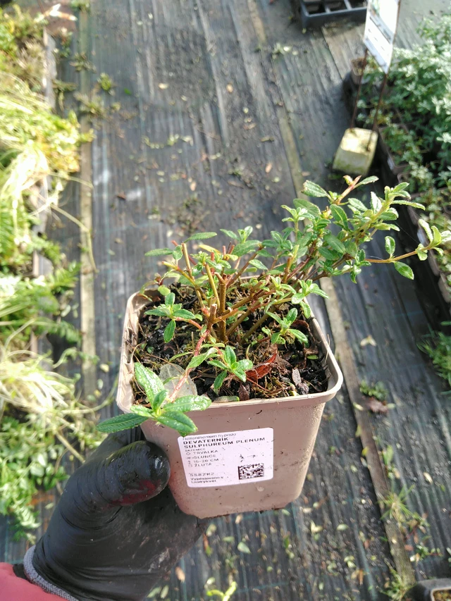 Päivännouto Sulphureum Plenum - 31. 10. 2025