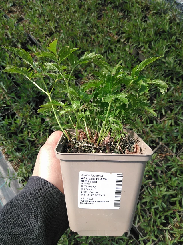 Jaloangervo Peach Blossom - 13. 5. 2025