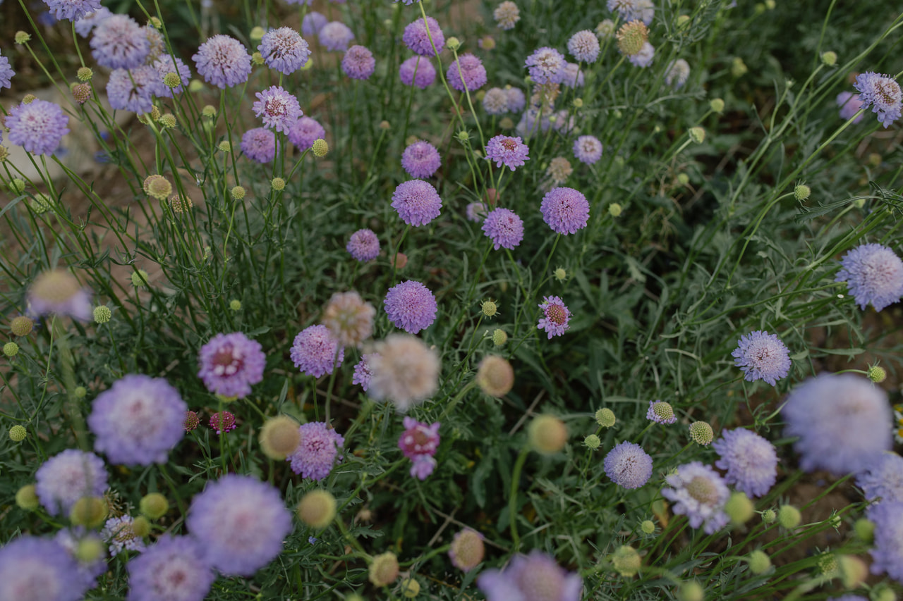 Törmäkukka QIS Dark Blue, Loukykvět