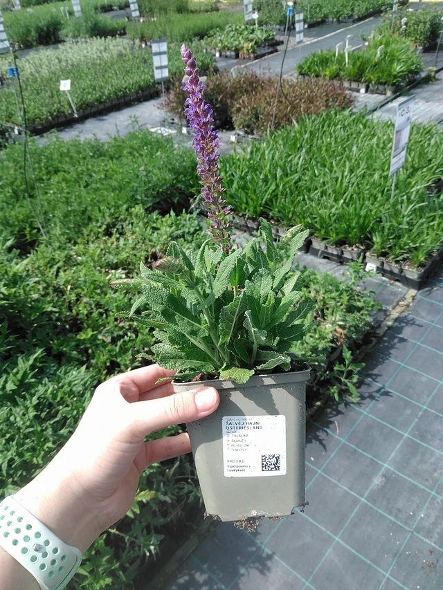 Salvia nemorosa Ostfriesland - 2. 6. 2026