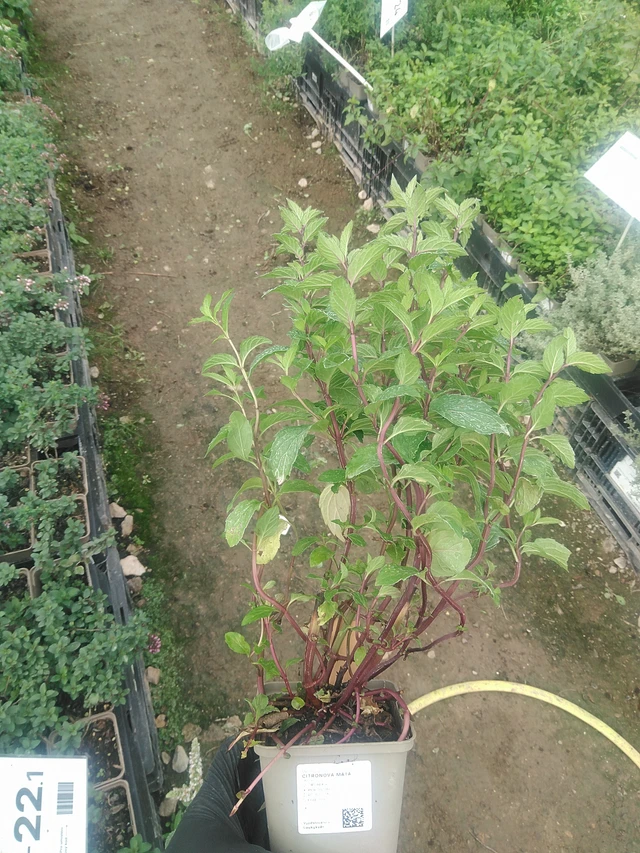 Citronová máta  - 10. 9. 2025