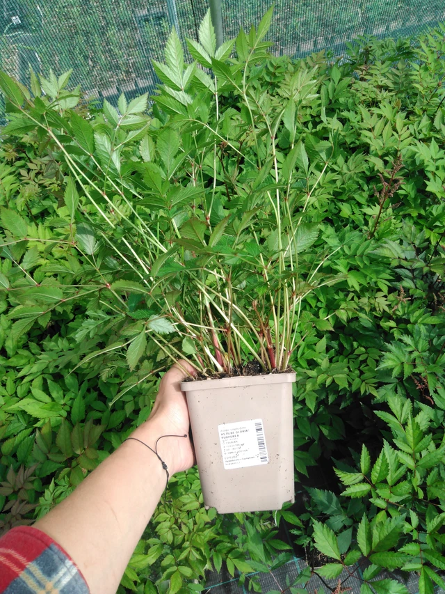 Jaloangervo Gloria Purpurea - 2024