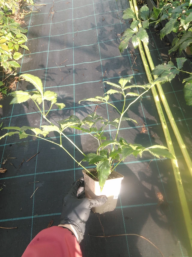 Jaloangervo Europa - 13. 10. 2025