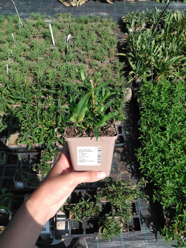 Asteri Blanca - 2024