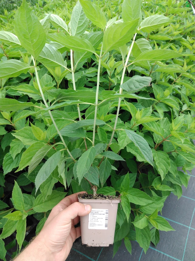 Syyshortensia Phantom - 2024