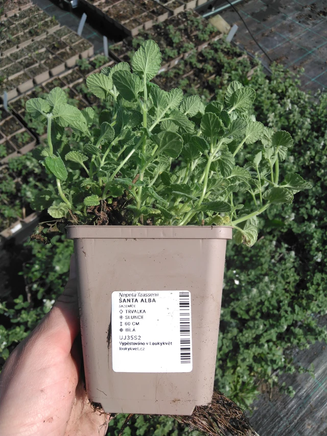 Kissanminttu Alba - 2024