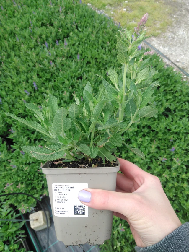Salvia nemorosa Blauhügel - 9. 6. 2025