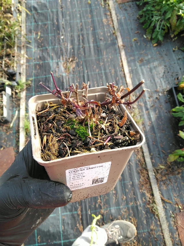 Verbena Bampton - 31. 10. 2025