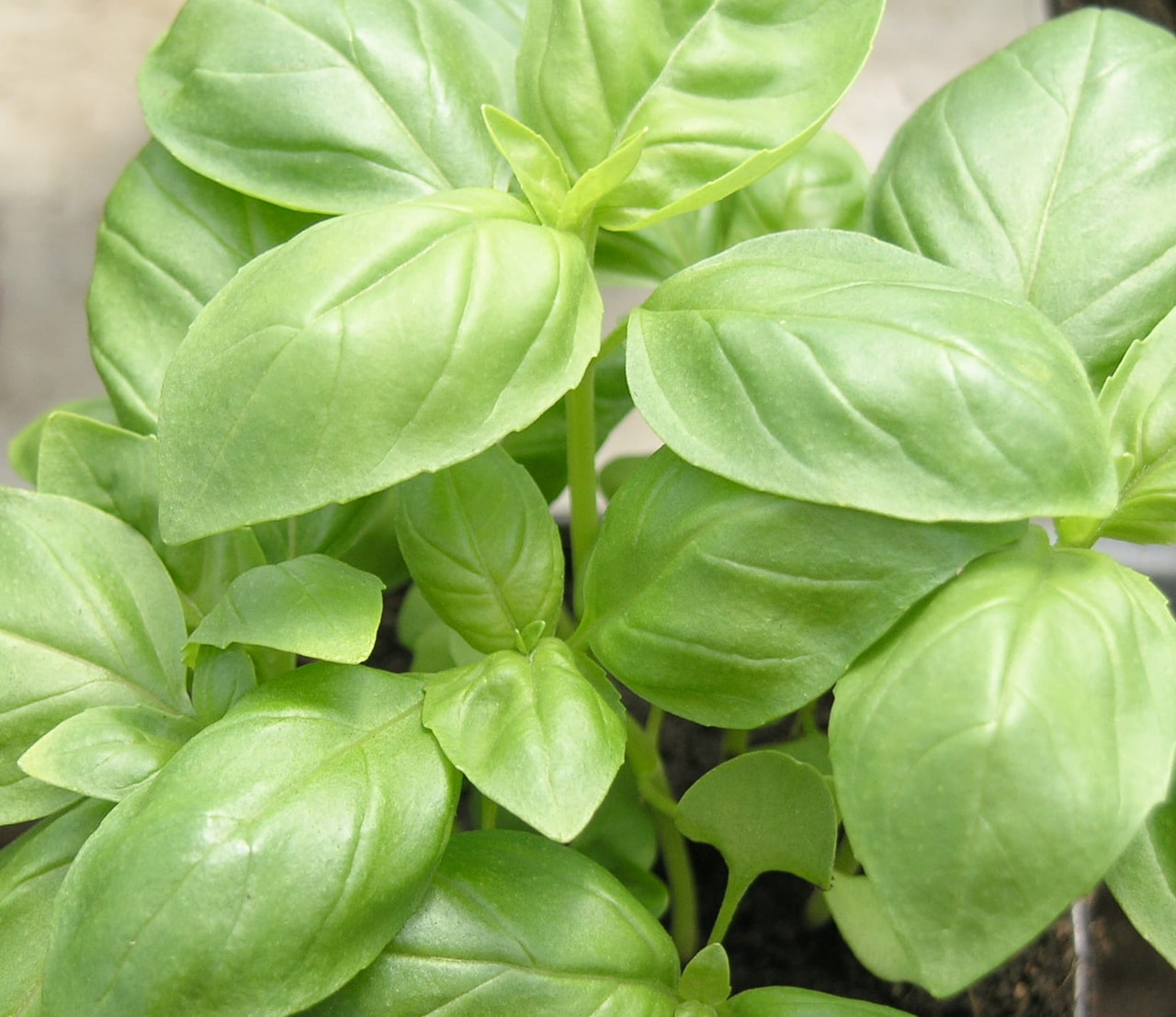 Basilika Coldasil, Loukykvět