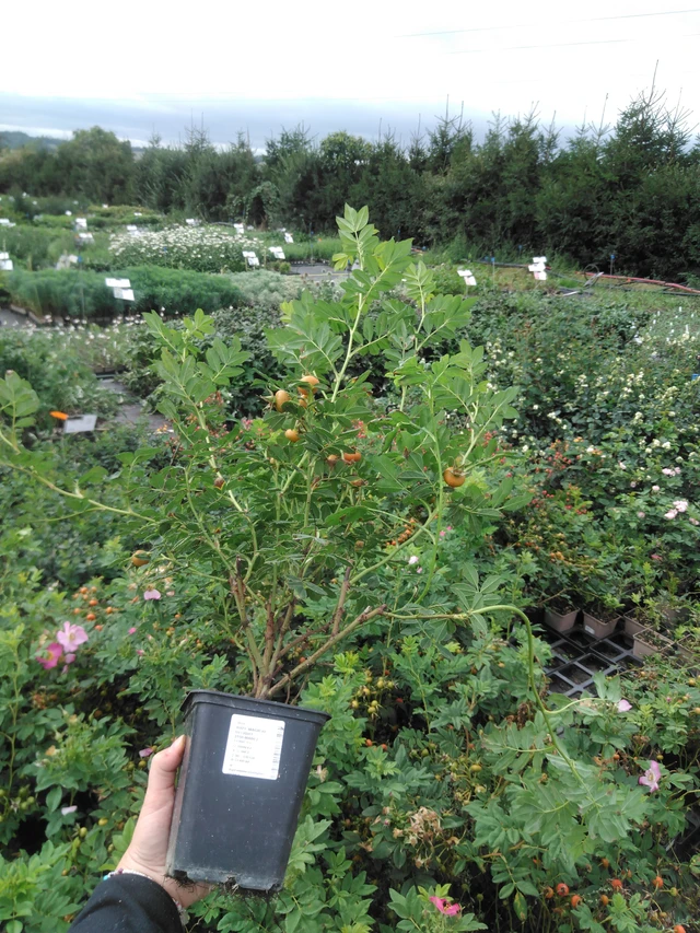 Rosa Magical Delight (Kolmade) - 2024