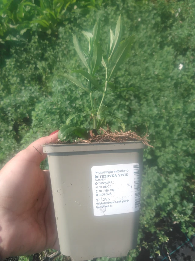 Kellopeippi Vivid - 2024