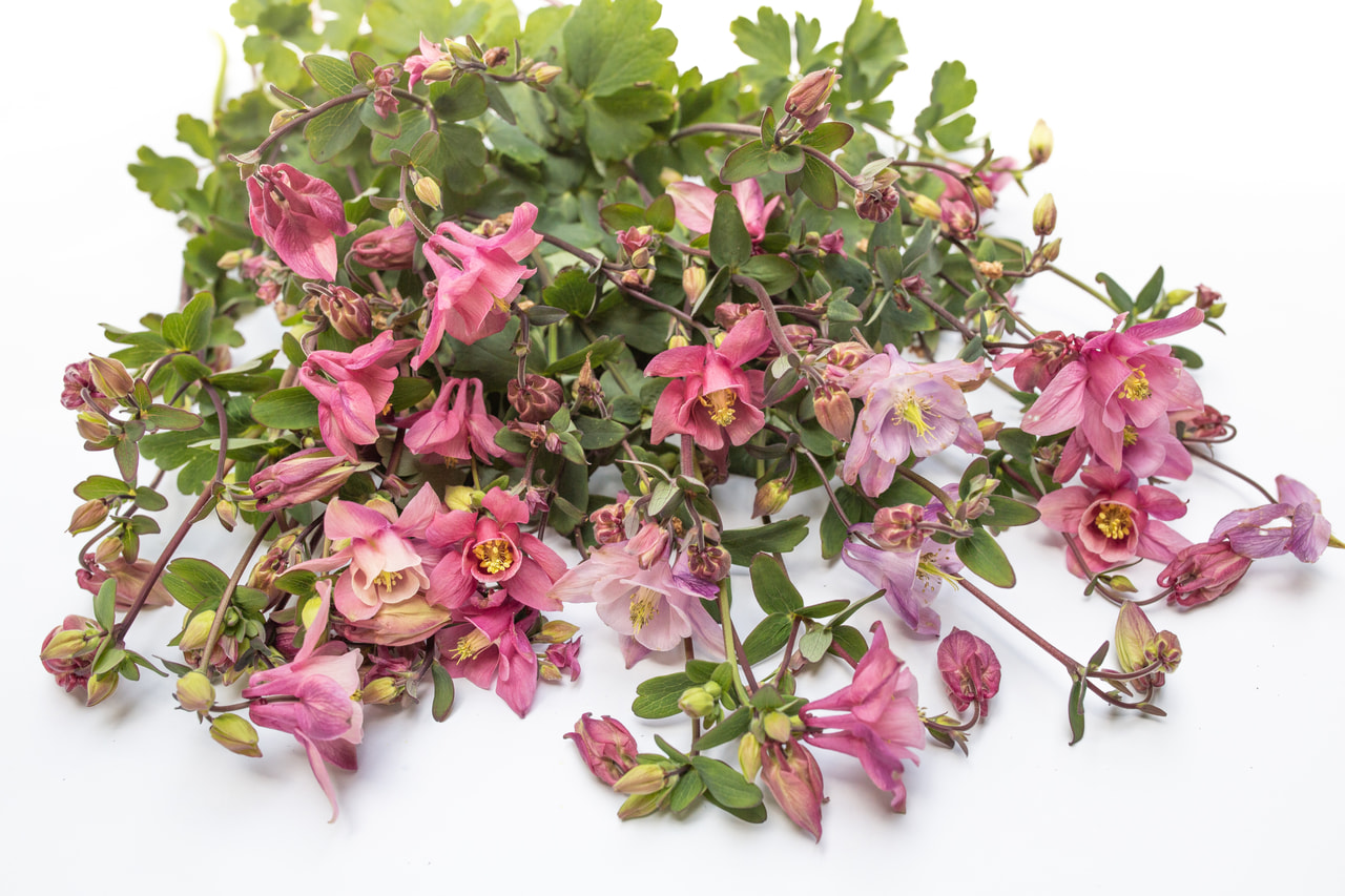 Aguileña Heidi, Loukykvět