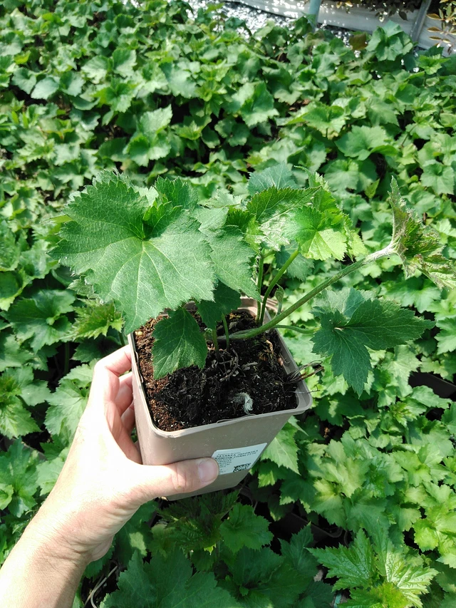 Syysvuokko Königin Charlotte - 13. 5. 2025