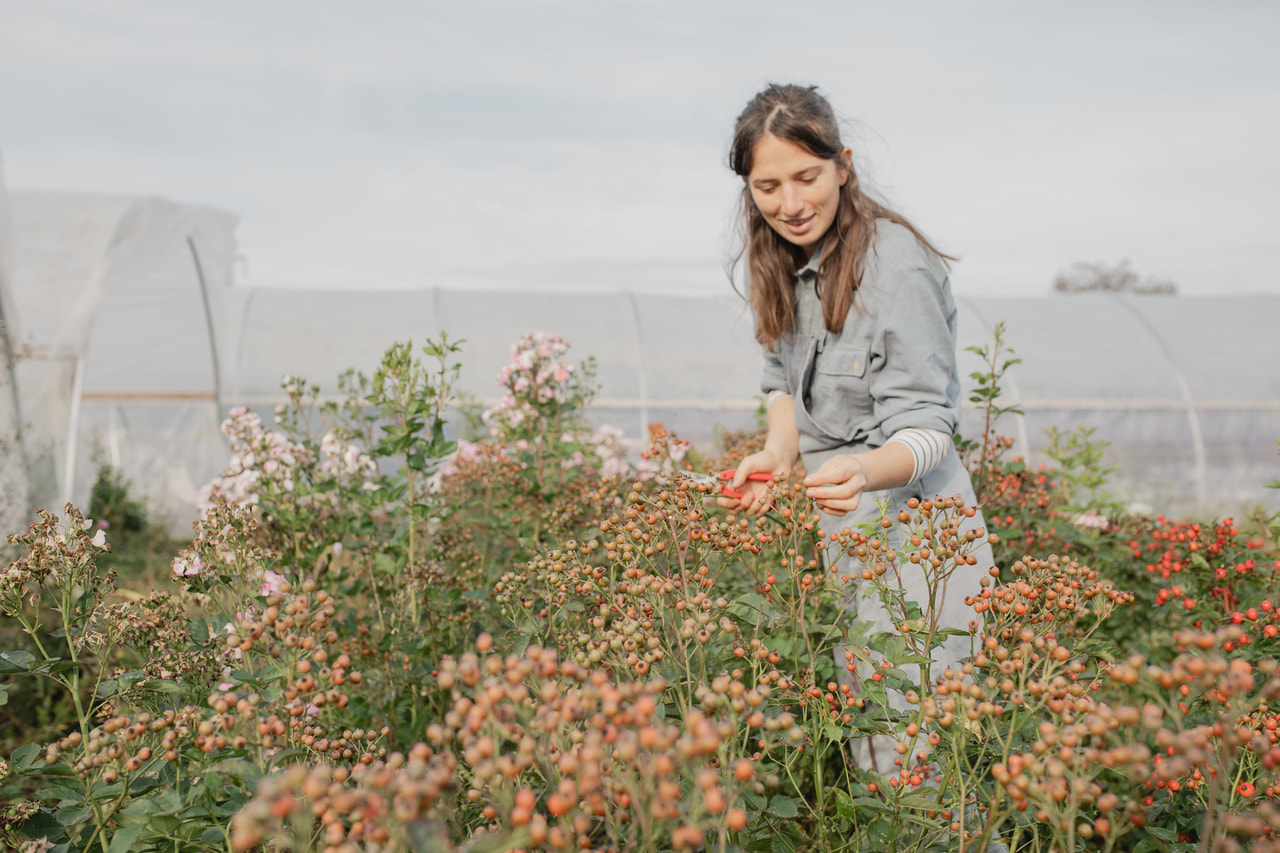 Ruusu Magical Passoa, Loukykvět