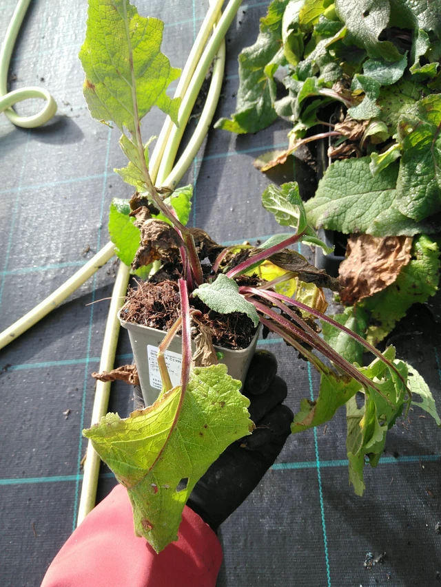 Verbascum nigrum - 31. 10. 2025