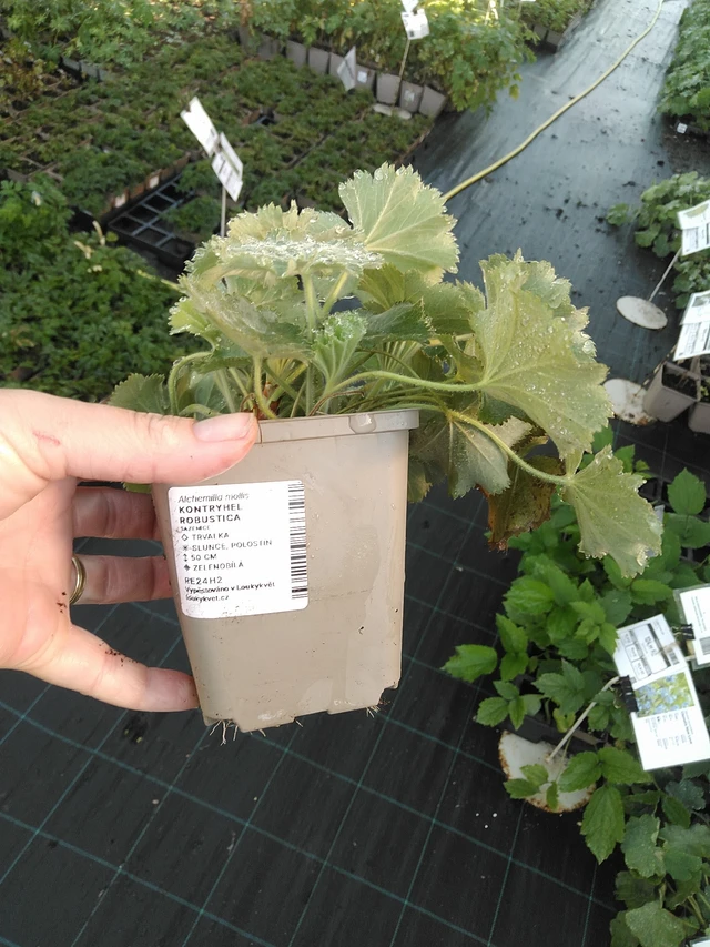 Alchemilla Robustica - 19. 8. 2025
