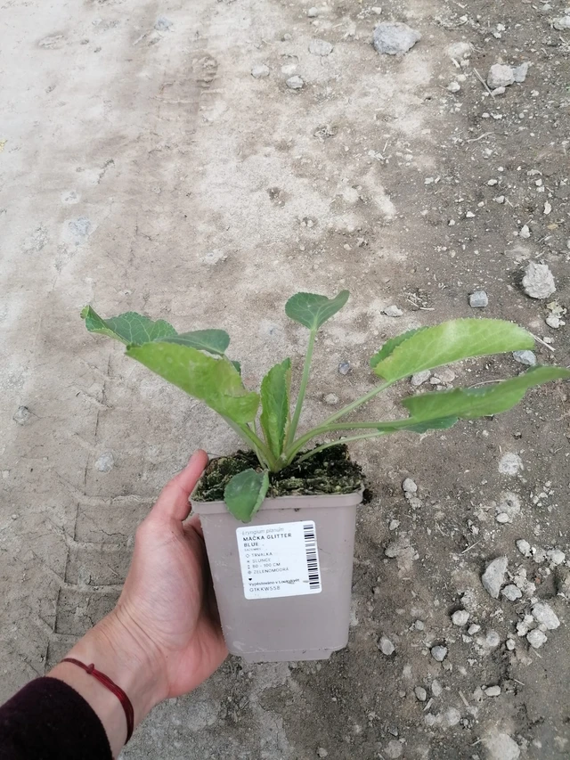 Eryngium Glitter Blue - 2024