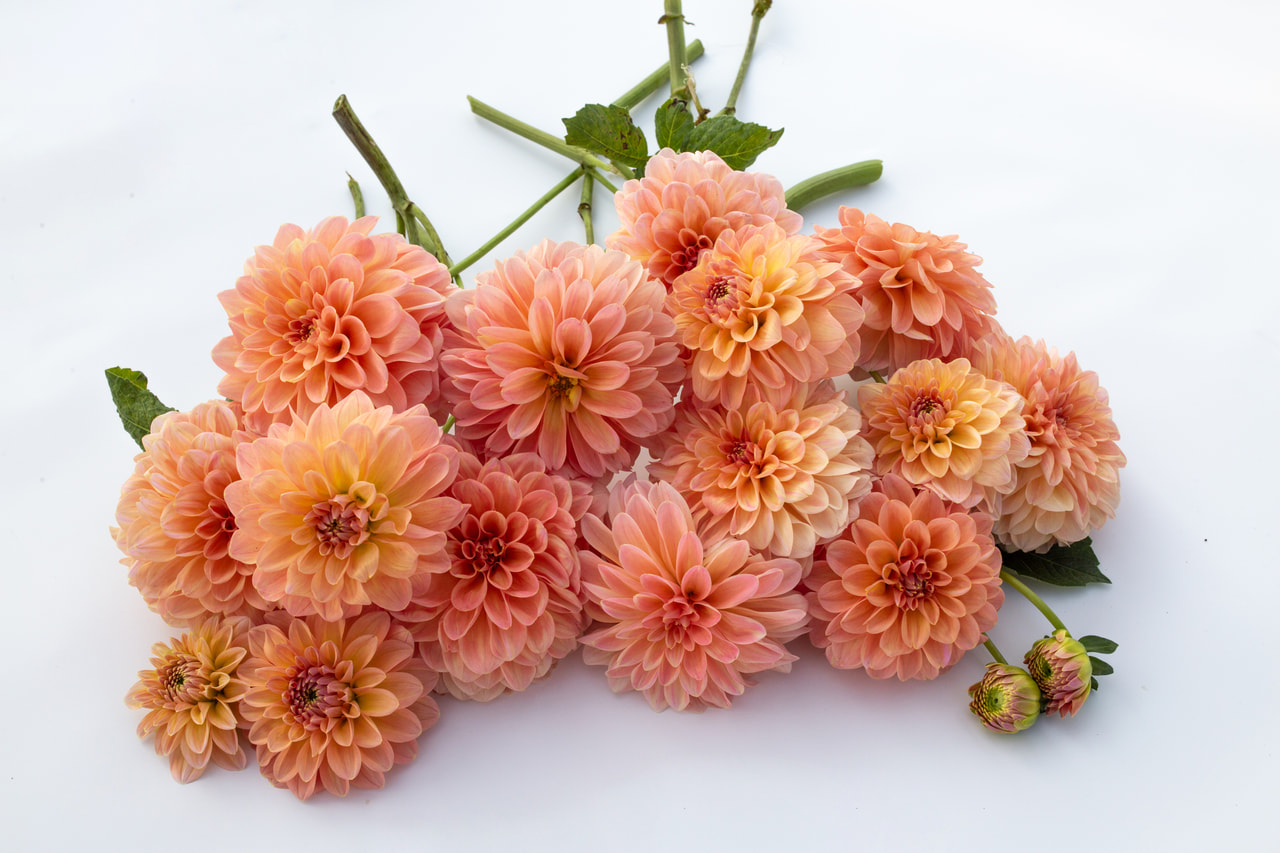 Daalia Nathalie G, Loukykvět