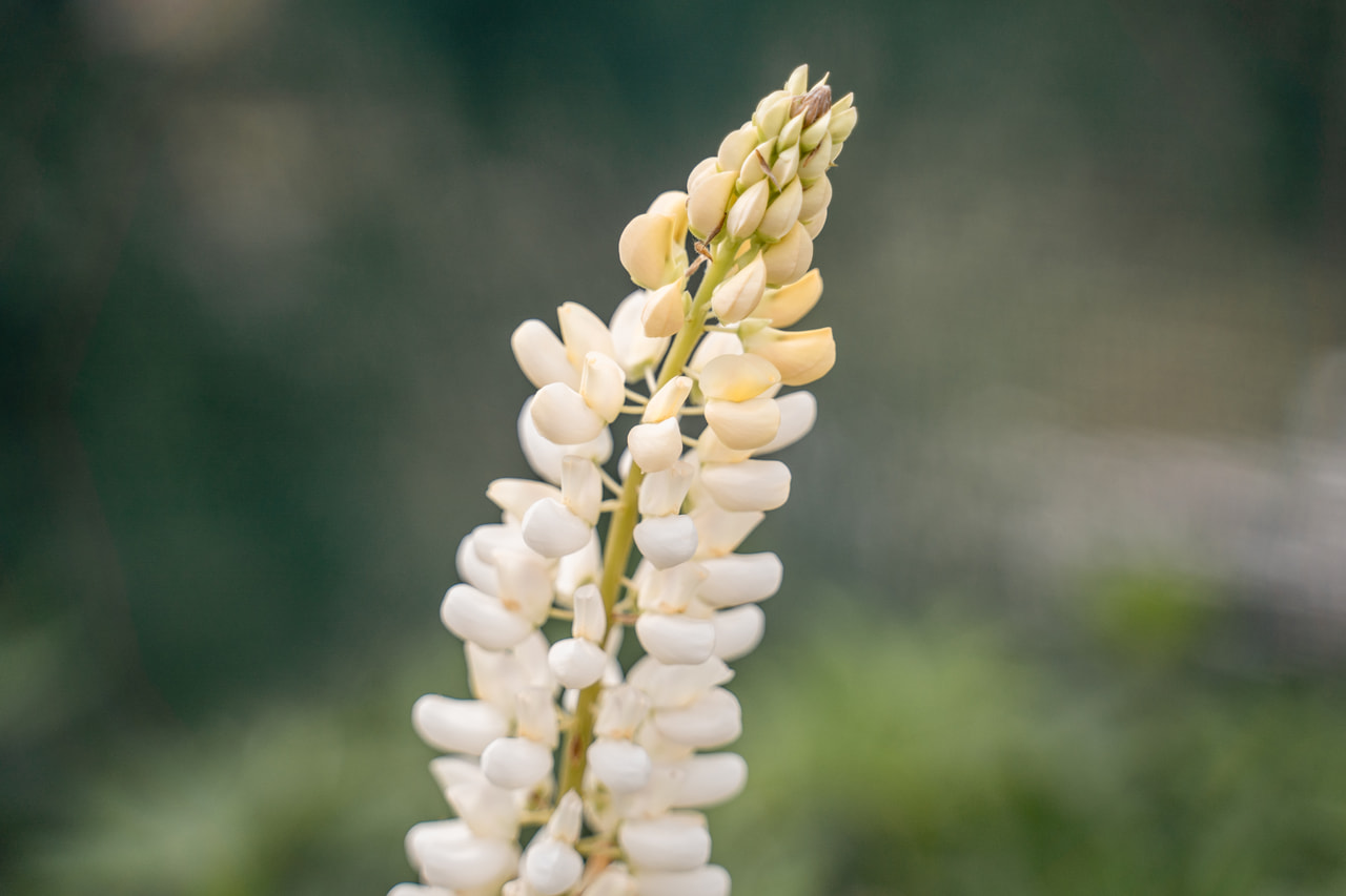 Lupiini Band of Nobles Fräulein, Loukykvět
