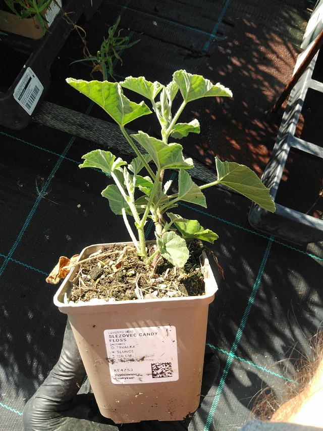 Malvikki Candy Floss - 19. 8. 2025