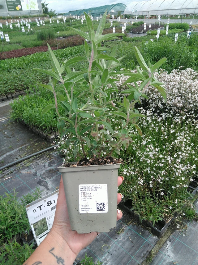 Americká horská máta Pilosum - 3. 6. 2026