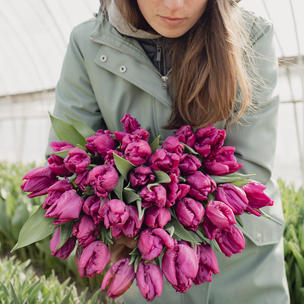 Tulppaani Parrot Prince, Loukykvět