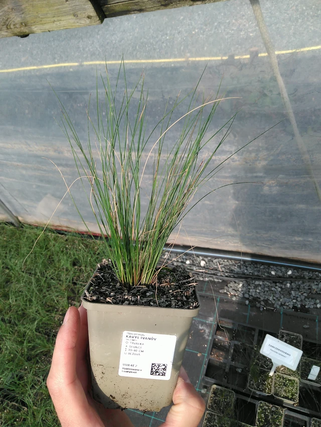Stipa pennata - 24. 6. 2025