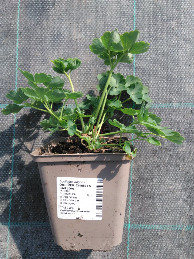 Aguileña Christa Barlow - 3. 4. 2025