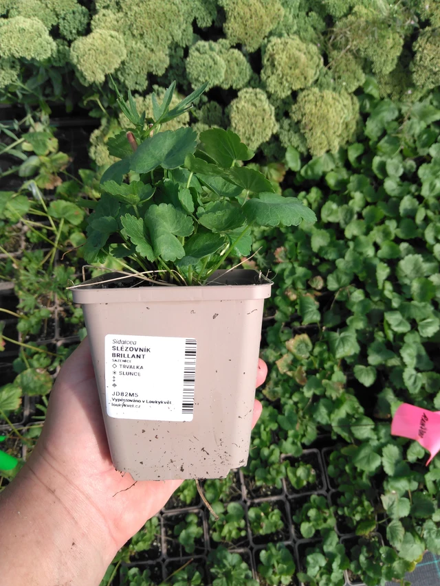 Sidalcea Brilliant - 2024