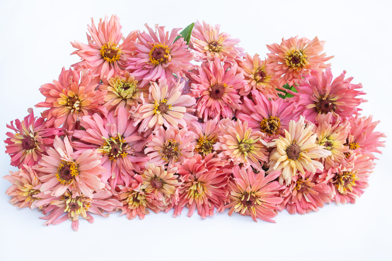 Tsinnia Super Cactus Burpee Rose, Loukykvět