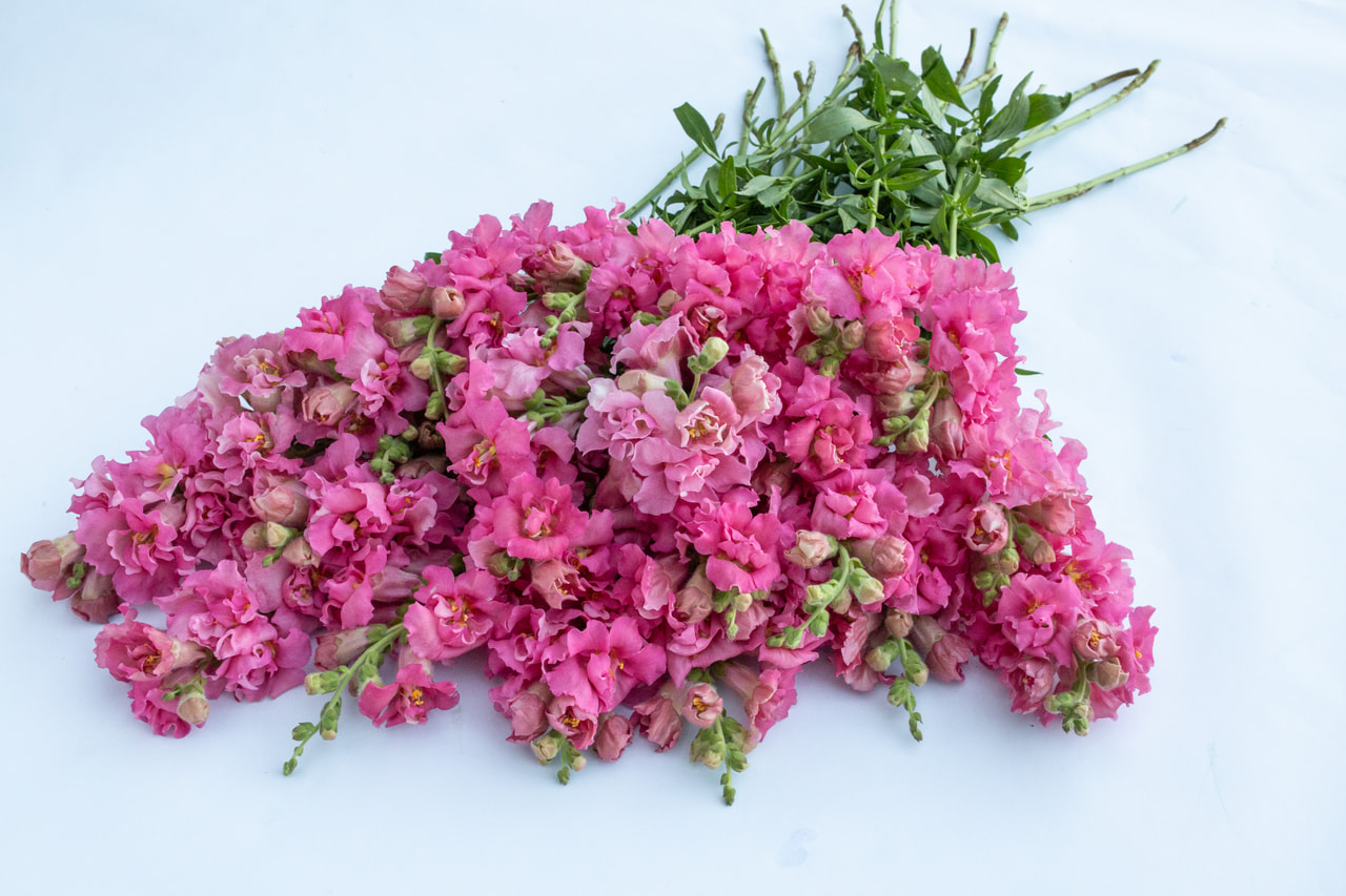 Leijonankita Madame Butterfly Rose, Loukykvět