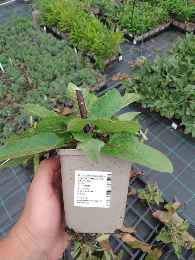 Verbascum Wedding Candles - 2024