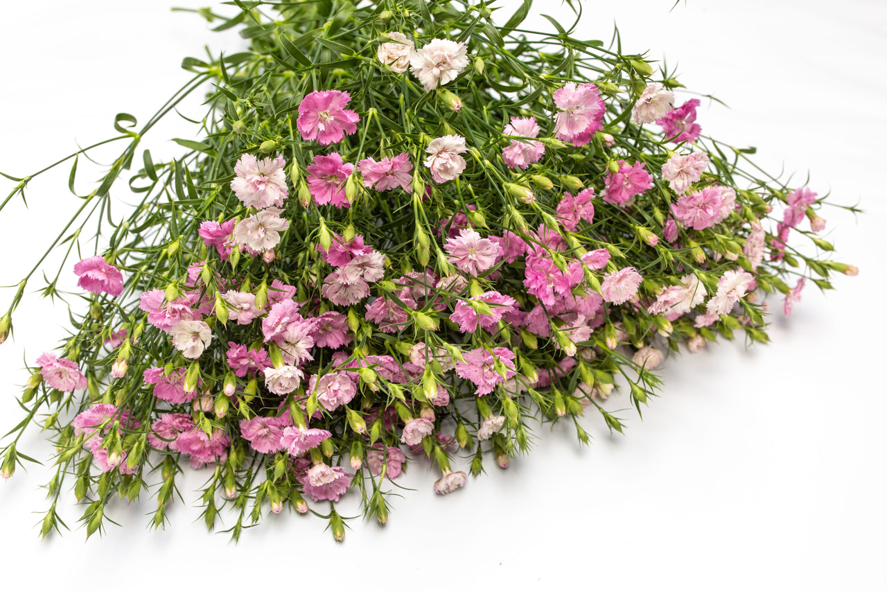 Clavel Dynasty Pink Magic, Loukykvět