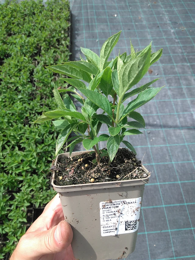 Syyshortensia Phantom - 26. 6. 2025