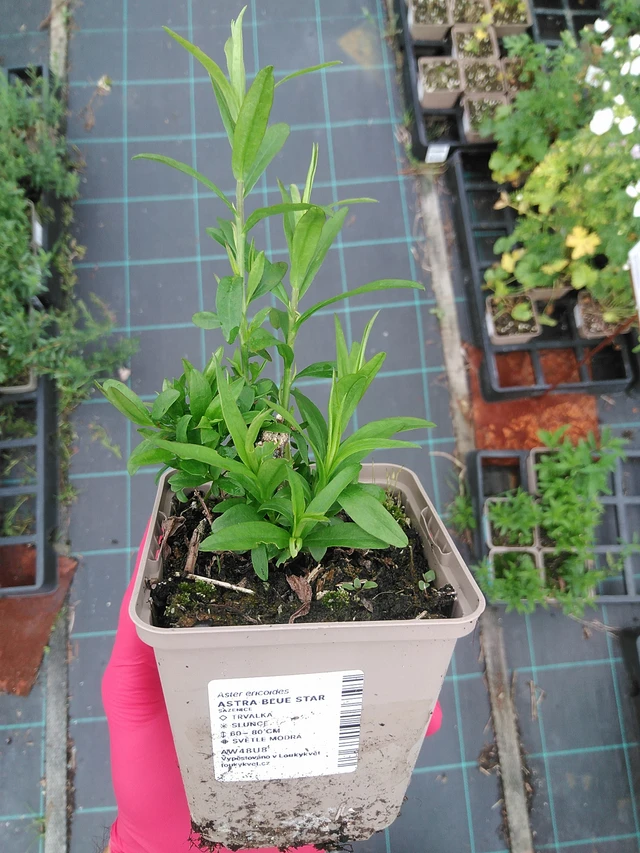 Asteri Blue Star - 29. 7. 2025