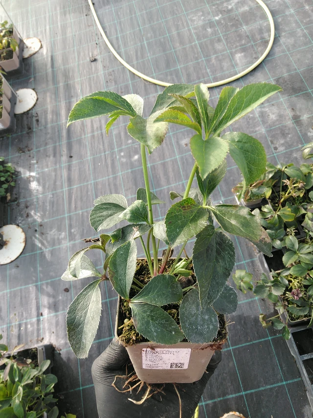 Jouluruusu Pretty Ellen Purple - 31. 10. 2025