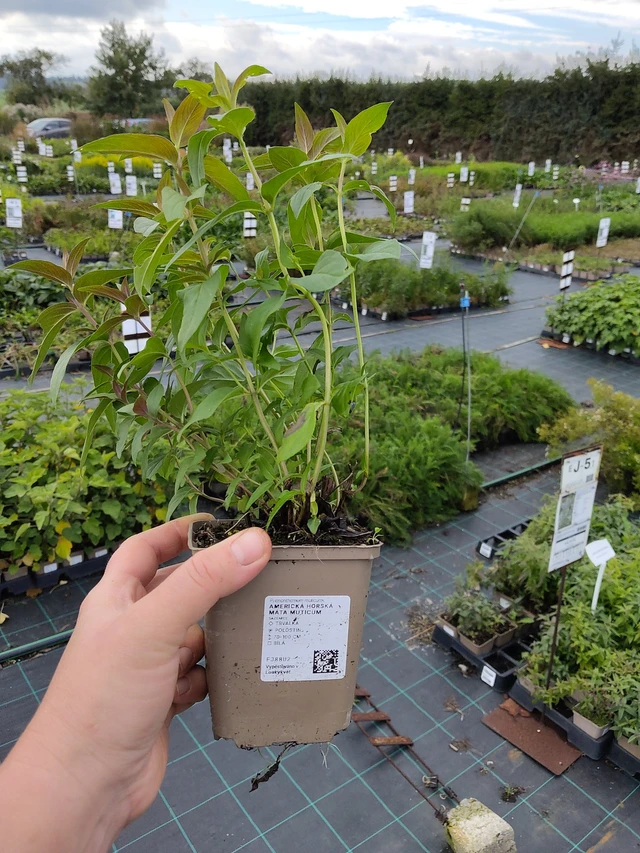 Vuoriminttu Muticum - 9. 10. 2025