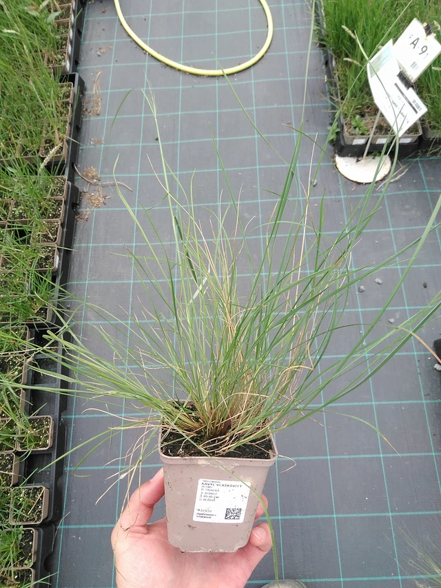 Hiushöyhenheinä - 29. 7. 2025