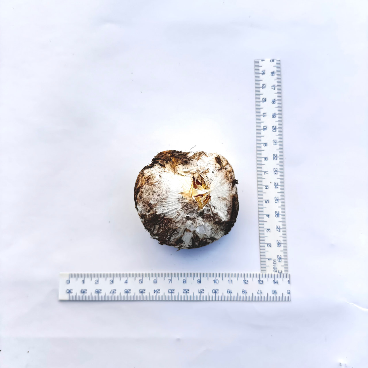 Česnek stipitatum White Giant, Loukykvět
