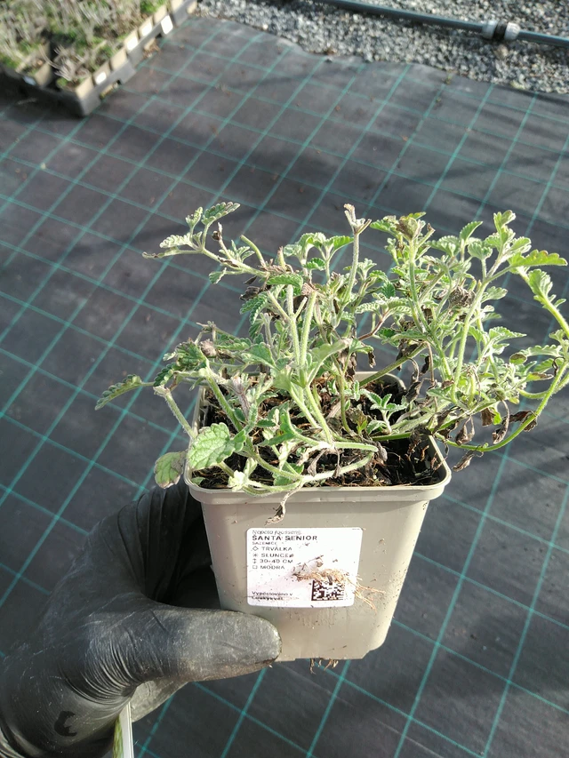 Kissanminttu Senior - 31. 10. 2025