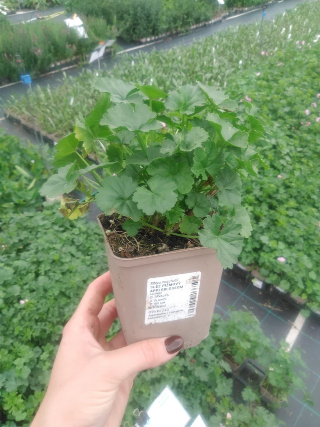 Myskimalva Appleblossom - 2024